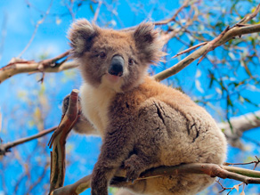 Koala