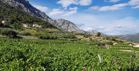 Frodige Peljesac med vinmarker og bjerge